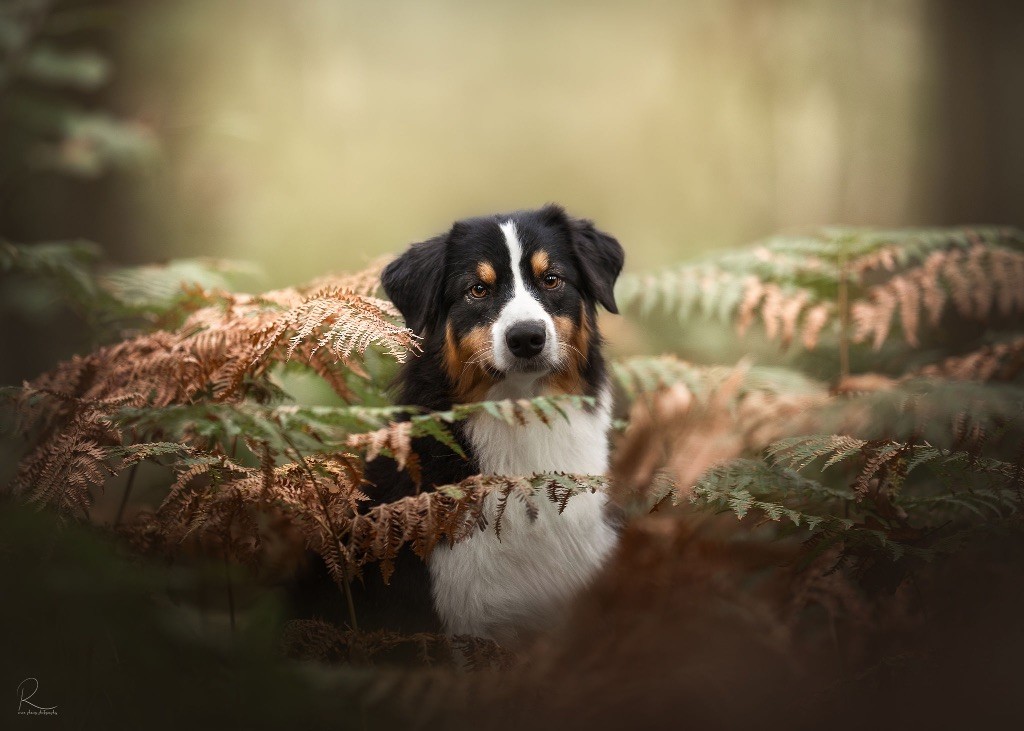 Kodaline The sunny moon @ skyron