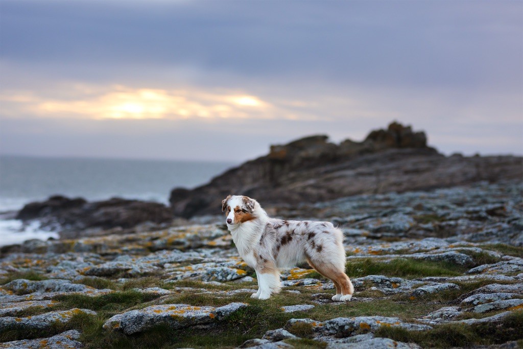 Everest for kodaline & aboréal @ Mystic Fire