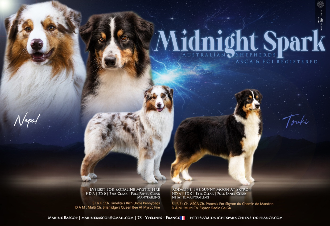 Midnight Spark - Berger Australien - Portée née le 23/12/2025